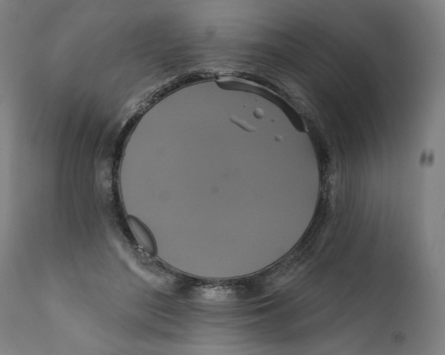 X0000111520500200908111206