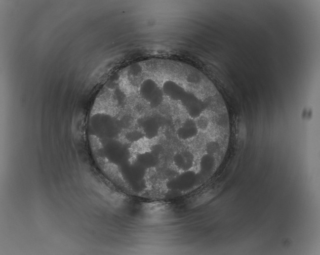 X0000111520511200908111205