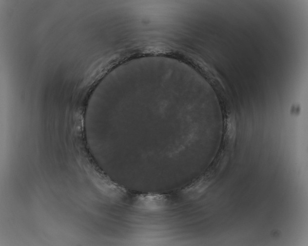 X0000111520517200908111205