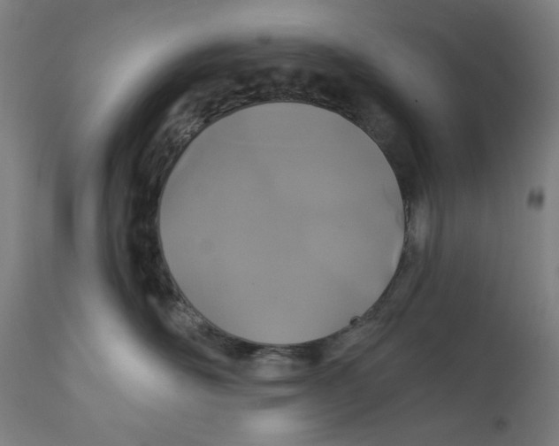 X0000111520526200908111205