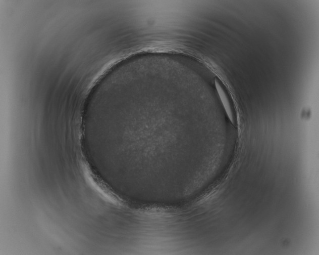 X0000111520530200908111205