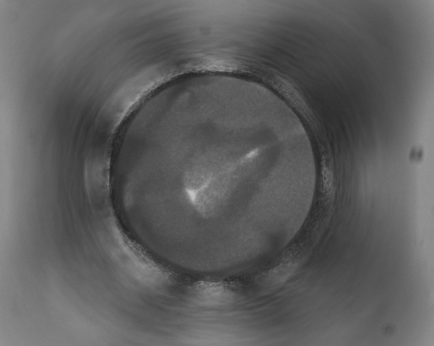 X0000111520534200908111205