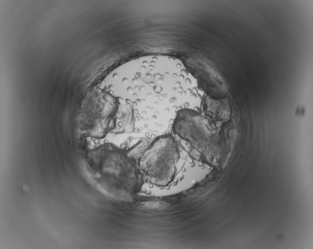 X0000111520541200908111205