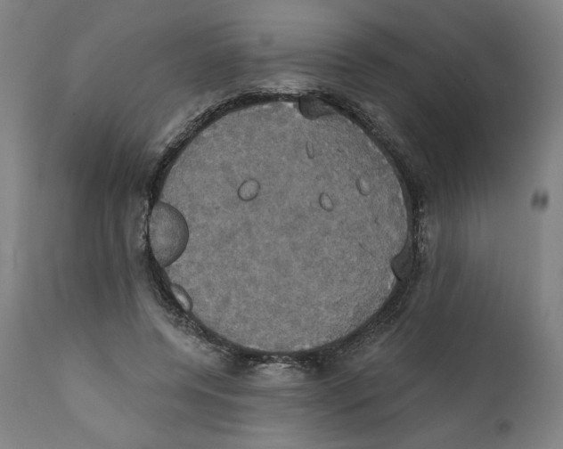 X0000111520544200908111205