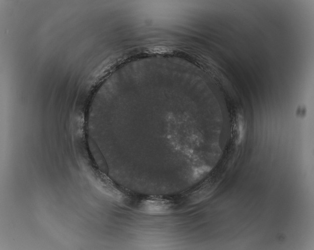 X0000111520556200908111205