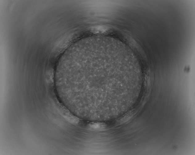 X0000111520561200908111205