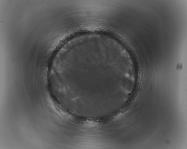 X0000111520592200908111204