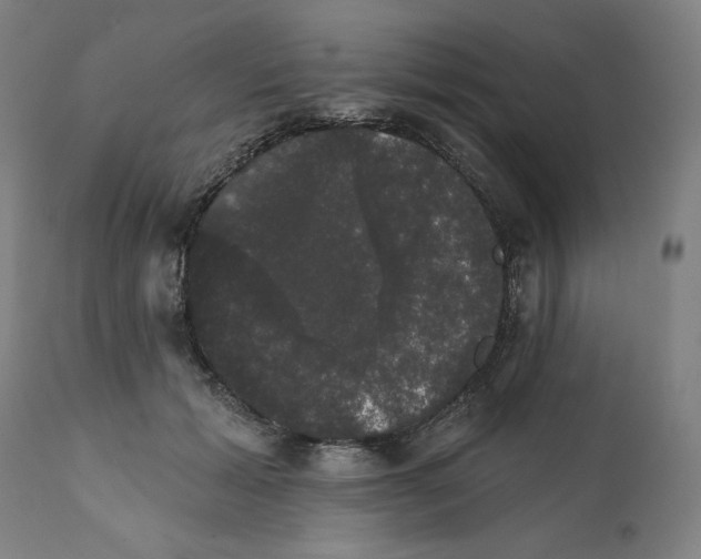 X0000111520605200908111204
