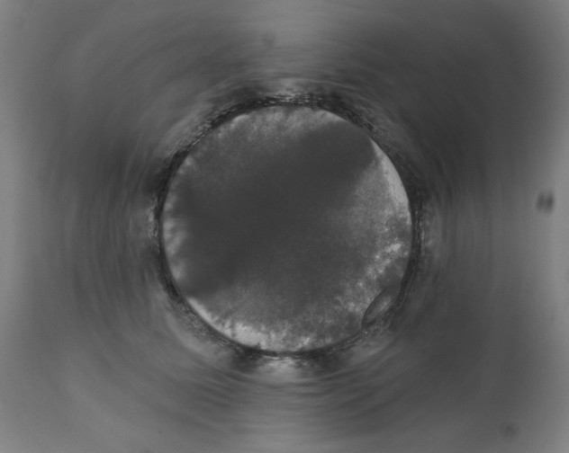 X0000111520611200908111204