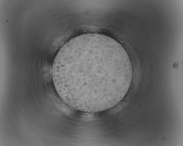 X0000111520624200908111204