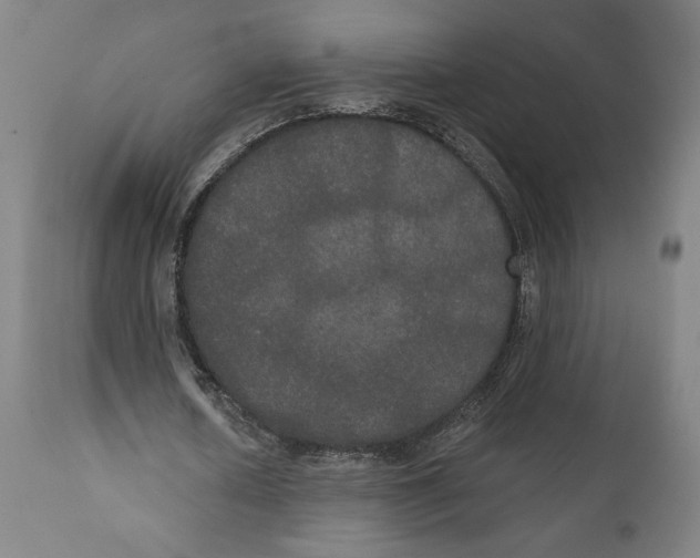 X0000111520626200908111203