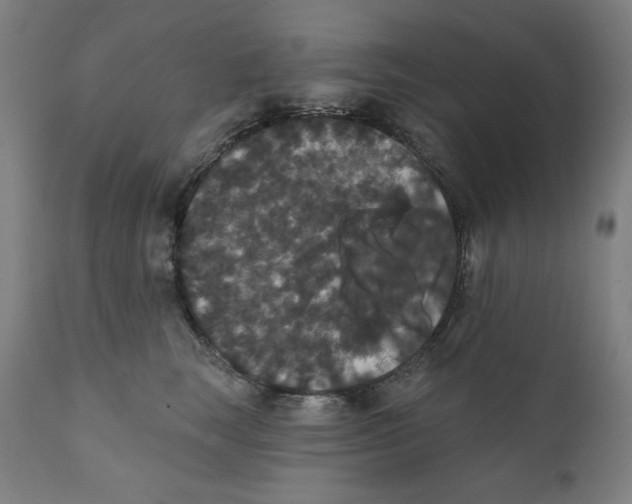 X0000111520663200908111203