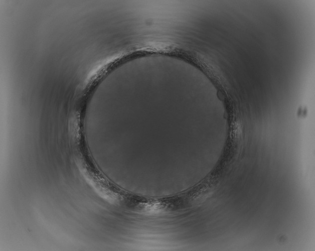 X0000111520688200908111203