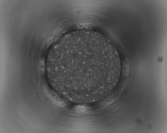 X0000111520699200908111203