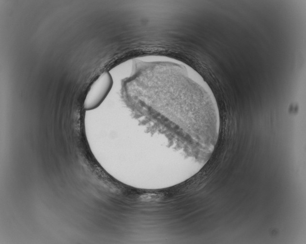 X0000111520700200908111203