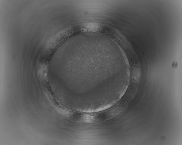 X0000111520701200908111203