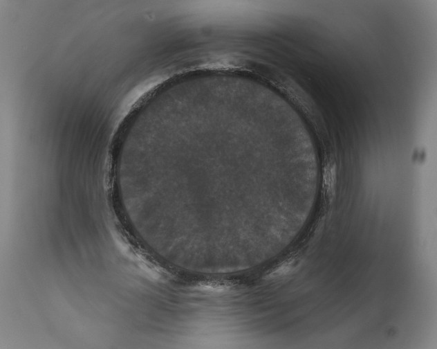 X0000111520724200908111202