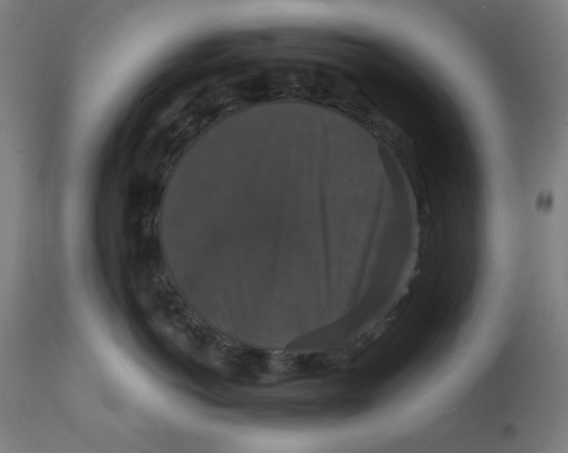 X0000111520766200908111202