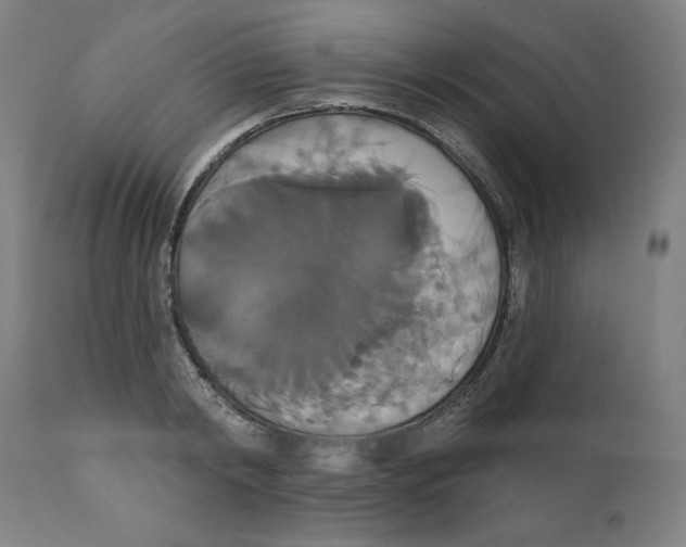 X0000111520798200908111201