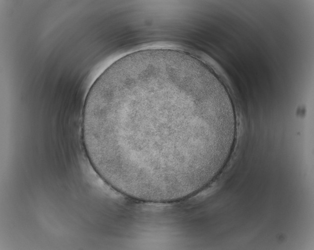 X0000111520860200908111201