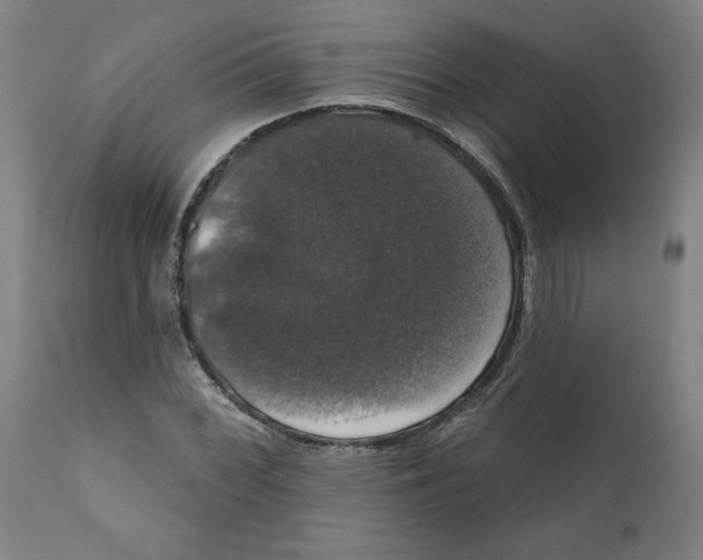 X0000111521068200908111157