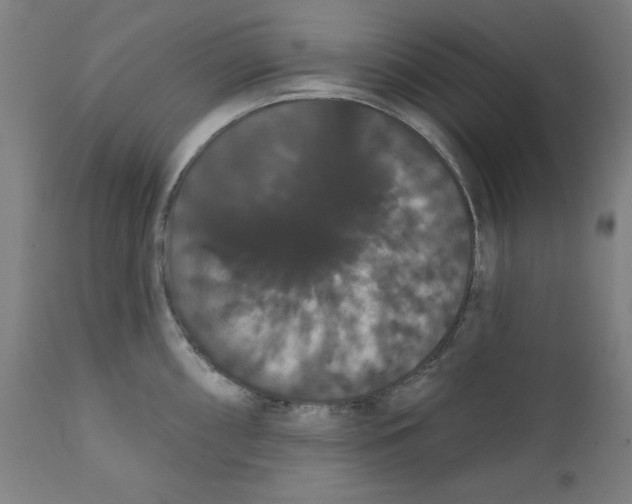 X0000111521098200908111156