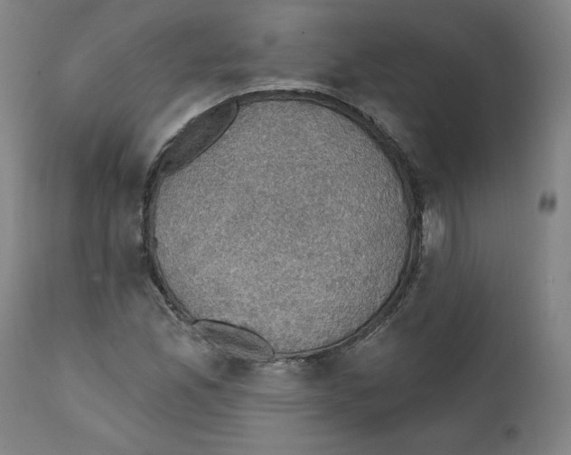 X0000111521165200908111155