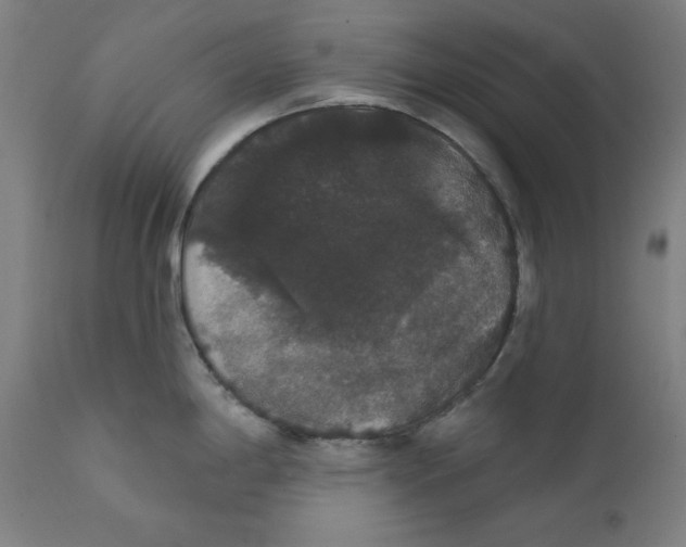 X0000111521198200908111155