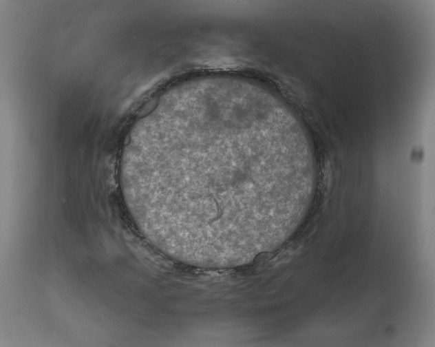 X0000111521205200908111154