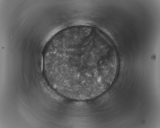 X0000111521219200908111154