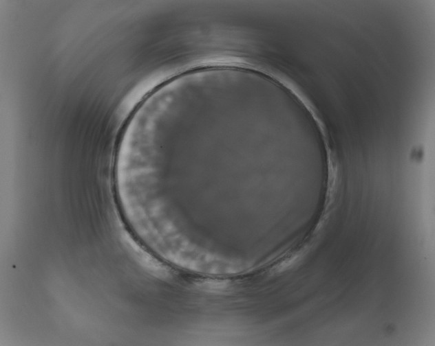 X0000111521245200908111155