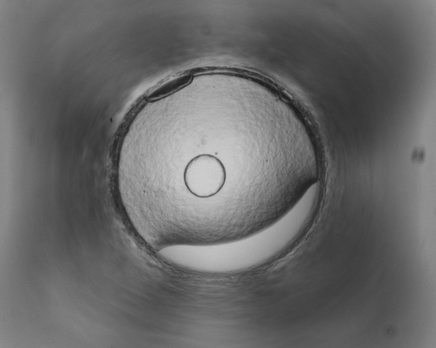 X0000111521264200908111154