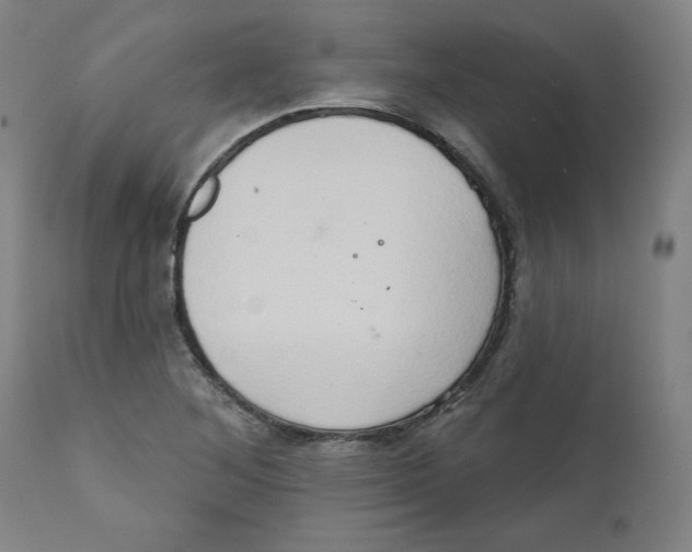 X0000111521268200908111154