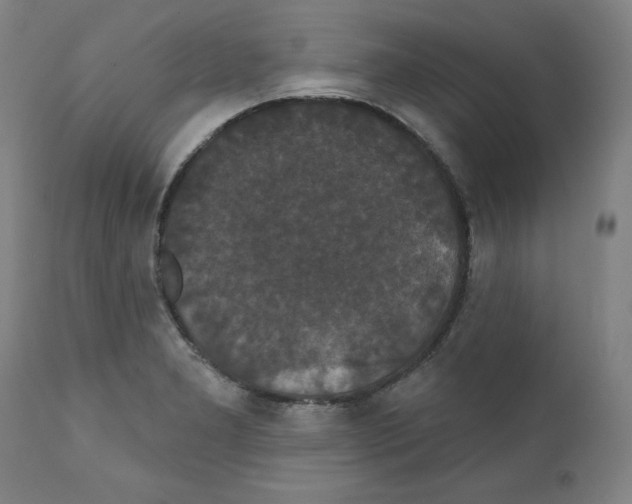 X0000111521277200908111154