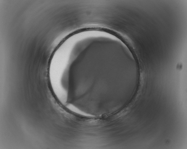 X0000111521279200908111154