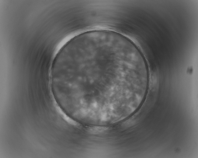 X0000111521294200908111153