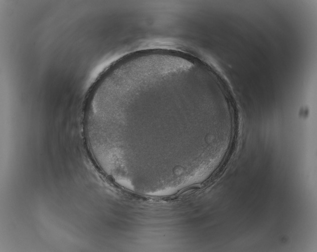 X0000111521312200908111153