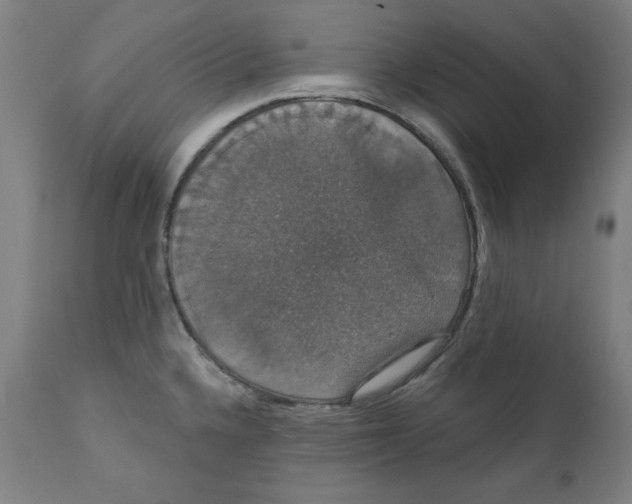X0000111521336200908111153