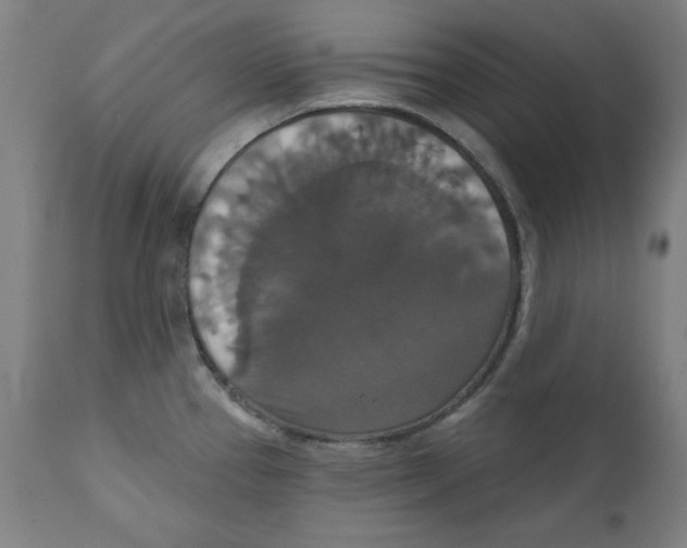 X0000111521337200908111153