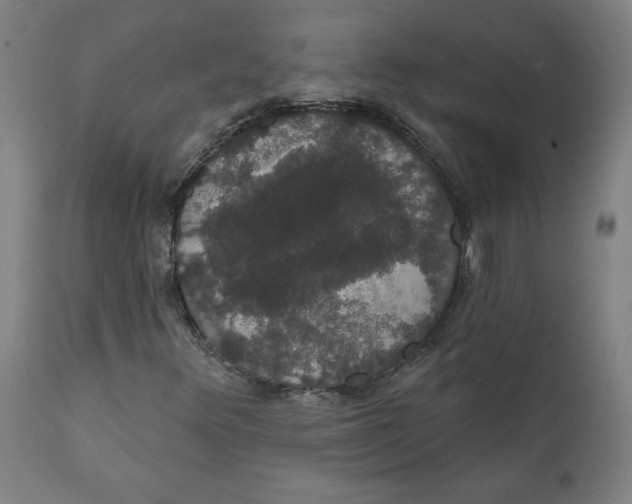 X0000111521348200908111153