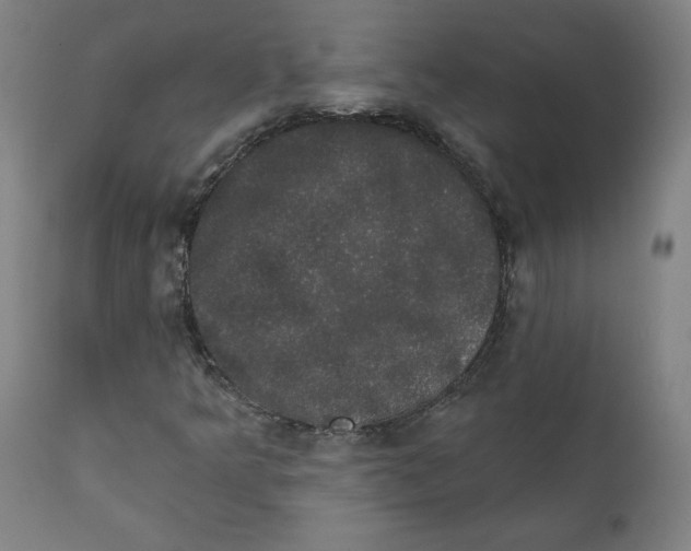X0000111521349200908111153
