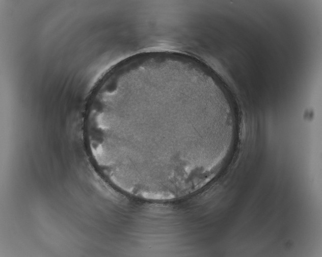 X0000111521356200908111153