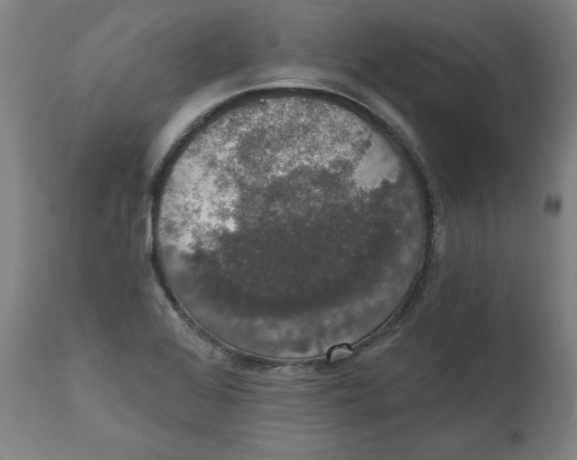 X0000111521368200908111152