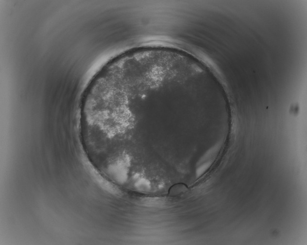 X0000111521376200908111152