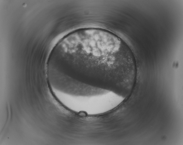 X0000111521380200908111152
