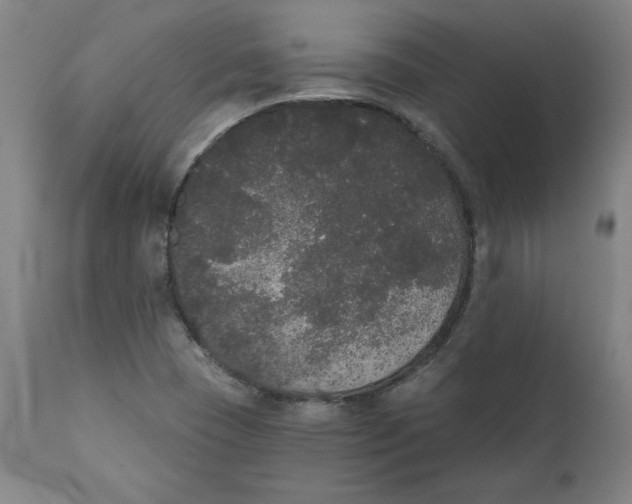 X0000111521409200908111152