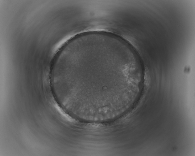 X0000111521452200908111151