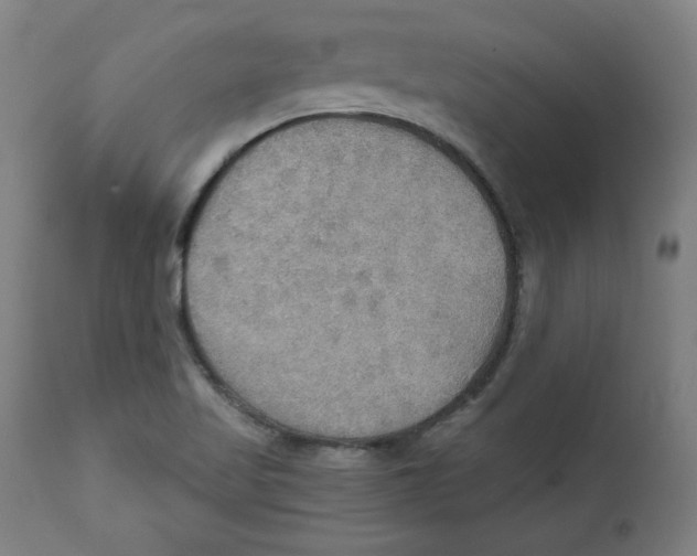X0000111521509200908111150