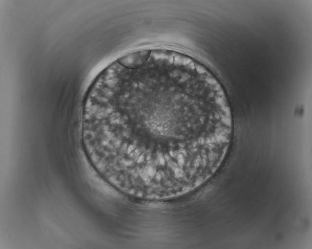 X0000111521522200908111150