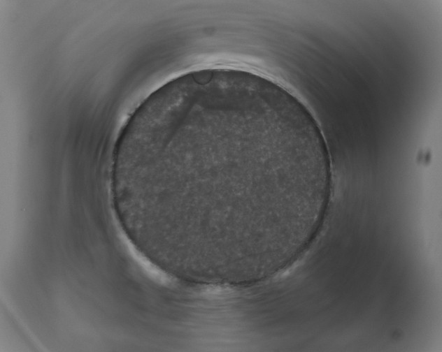X0000111521525200908111150